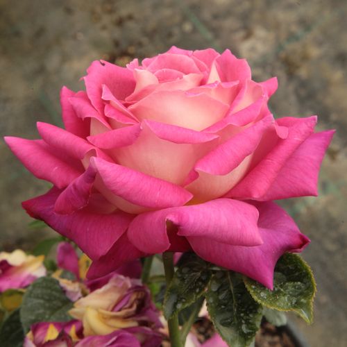 Violet, cu dosul petalelor albe - Trandafir copac cu trunchi înalt - cu flori teahibrid - coroană dreaptă